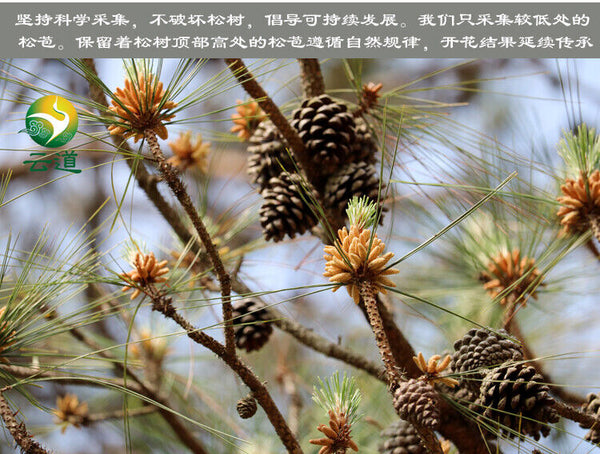 HelloYoung Yunnan Organic Pine Pollen Powder 99% Broken Cracked Cell Wall (wild Harvested)