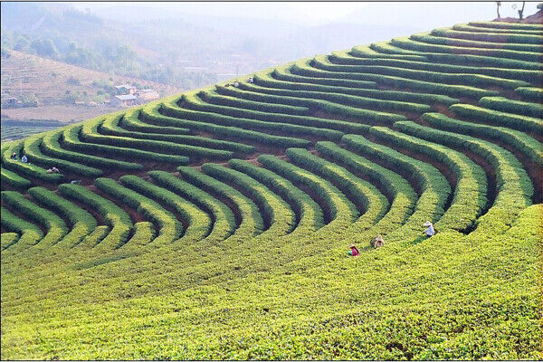 中茶熟普洱茶 CHINA TEA CNNP COFCO Ripe Puerh Tea 7571 Classic 150g ZhongCha Tea