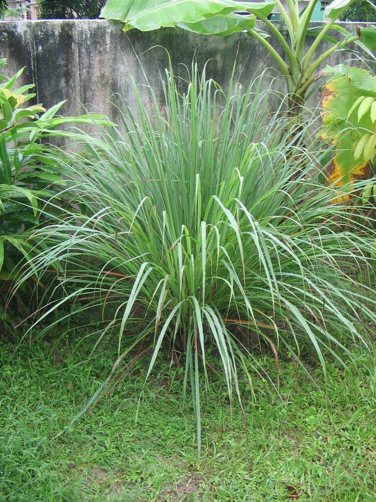 Pure Natural Organic for Enhance Flavor Dried Lemon Grass Leaves Ground Powder