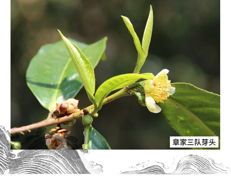 Mountain Aged Tree 500g 2021 Haiwan Zhang Jia San Dui Puer Raw Tea Bulang Famous