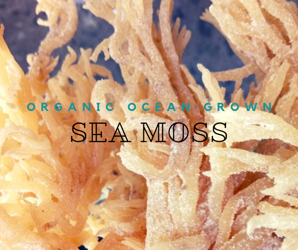 Organic Whole Leaf Irish Moss Sea Moss 8 Oz | Raw WildCrafted Superfood
