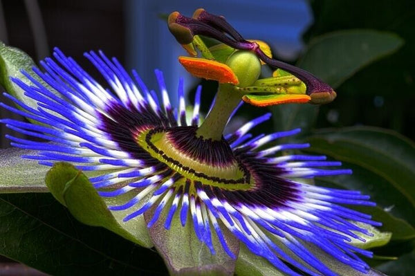 Passion Flower Tea dried Herb Cut Sifted passiflora passionflower 8.8oz Bulk
