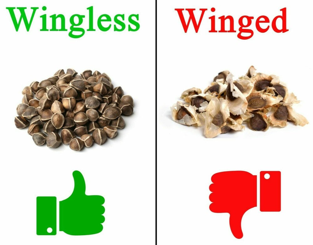 Moringa Oleifera Seeds WINGLESS Fresh Organic Semillas de Moringa Tree Secondary image