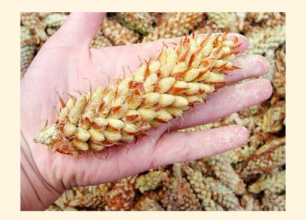 99% Cracked Cell Wall Herbal Extract Yunnan Shell-broken Pine Pollen Tablet 100g