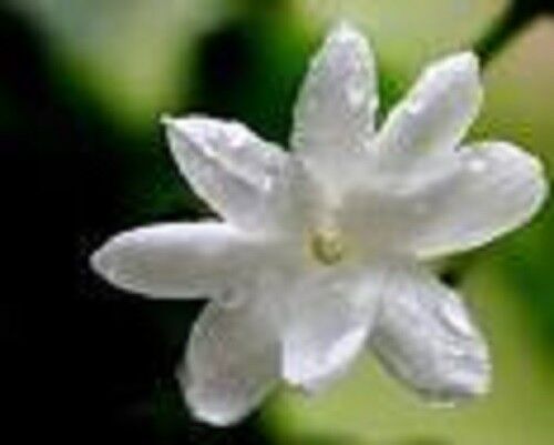 WHOLE JASMINE BUDS PREMIUM HARVEST HERBAL TEA 100g Jasminum officinal Dried Herb Secondary image