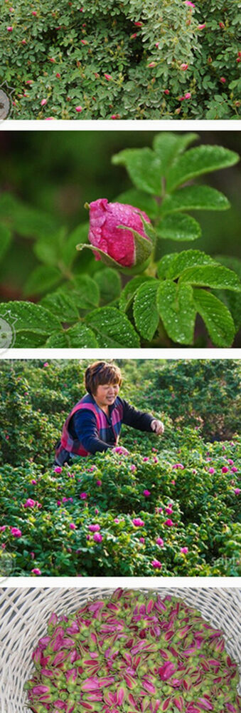 Chinese Flower Red Rose Bud Tea,Aroma Dry flowers, Floral Herbal Blooming Tea
