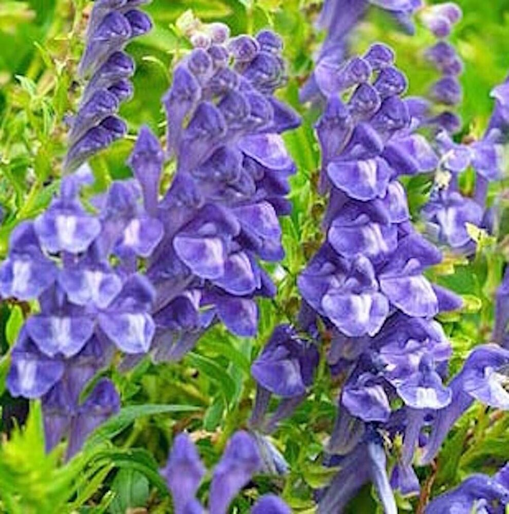 Skullcap Leaf Tea Herb Scutellaria baicalensis Prue Natural