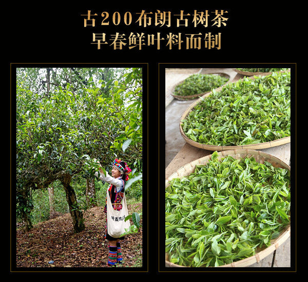 HelloYoung Xin Yi Hao Bulang Mountain 200 Years Old Tree Tuo Cha Pu-erh Tea 500g Ripe