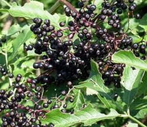 Elderberry Organic Herbal Tea 150g Elderberry Fruit Powder Secondary image