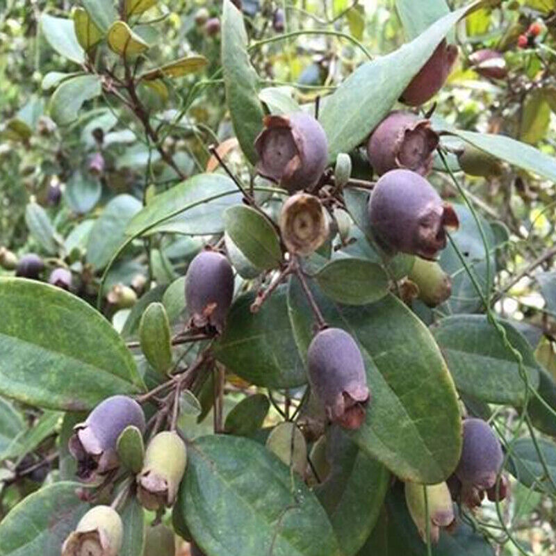 HelloYoung 250/500g Dried Rhodomyrtus Tomentosa Fruit, Dried Herbal Tea Renzi Tea Jinxiang Secondary image