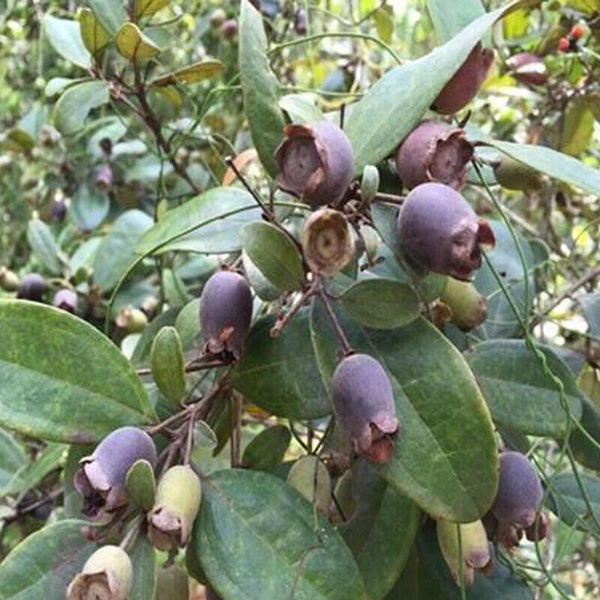 HelloYoung 250/500g Dried Rhodomyrtus Tomentosa Fruit, Dried Herbal Tea Renzi Tea Jinxiang