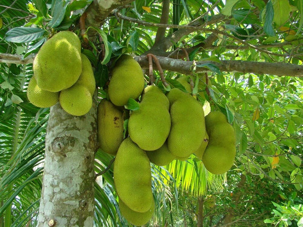 Organic Fruit Powder Blend: Lassi Mango, Pineapple, Banana, Papaya, Avocado