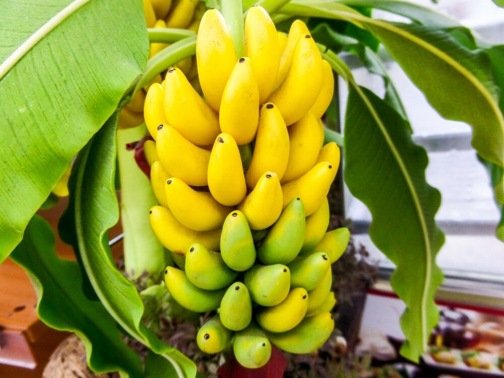 Fruit Powder Organic Lassi Mango Pineapple Banana Papaya Avocado jack fruit