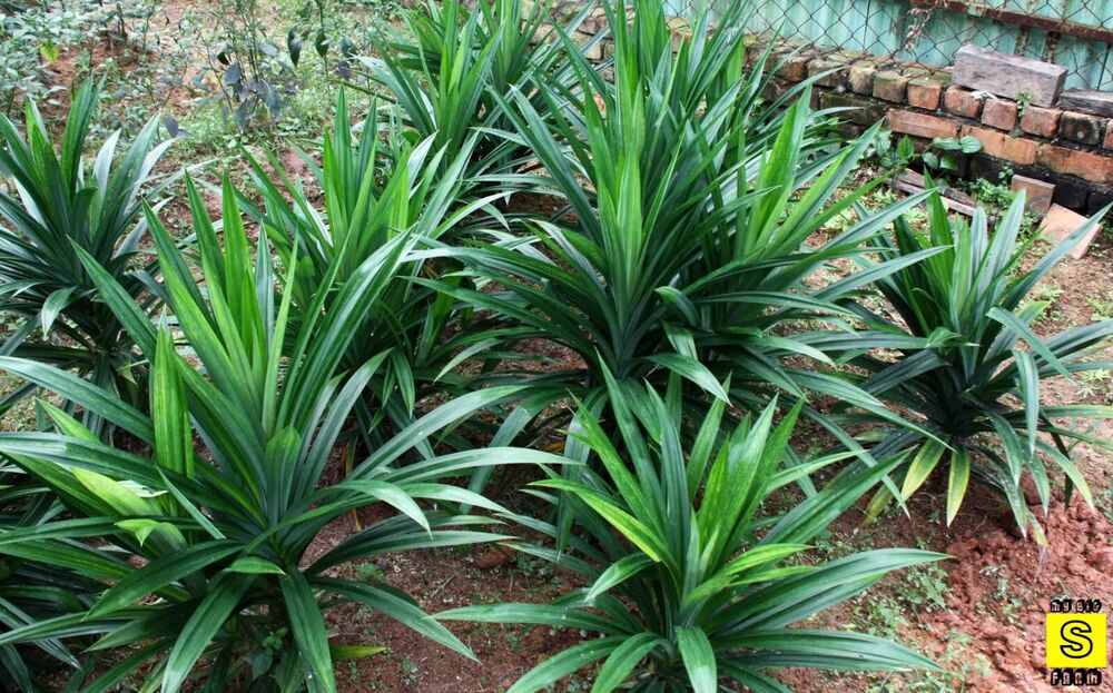 Dried Pandan Leaf ground powder organic (Pandanus amaryllifolius) pure natural