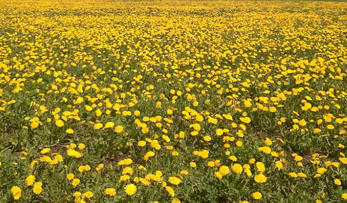 Dandelion Medicinal Edible Flowers Giant Dandelion Dandelion Flowers