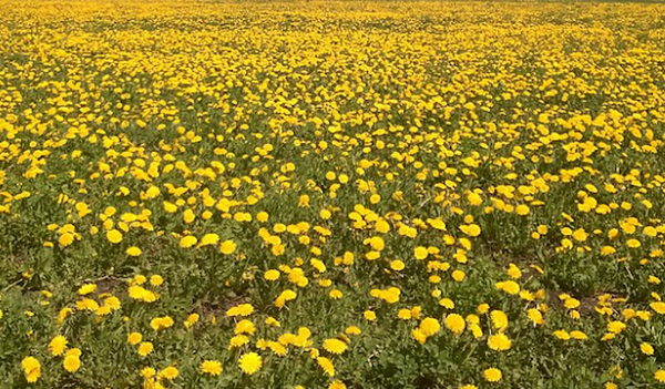 Dandelion Medicinal Edible Flowers Giant Dandelion Dandelion Flowers