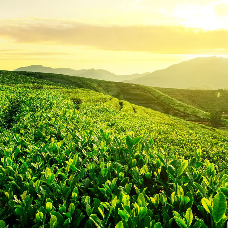 250g New Maojian Spring Green Te High Mountain Organic Green Tea Benefit Healthy