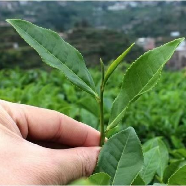 30Bags Anxi Tie Guan Yin Oolong Green Tea Chinese Tieguanyin Organic Oolong Tea