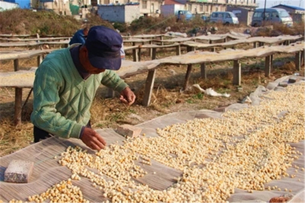 Chinesisch Getrocknete Jakobsmuscheln/Trockene Meeresfrüchte/Konpoy Getrocknet