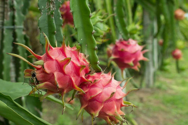 Bio Rote Drachenfrucht Pulver, Nicht-GVO, Gefriergetrocknete Pitaya, Roh, Vegan