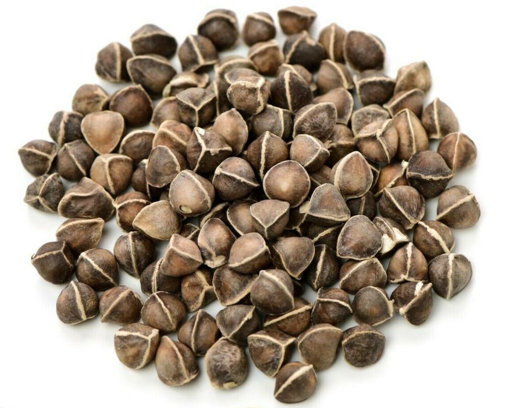 Moringa Oleifera Seeds WINGLESS Fresh Organic Semillas de Moringa Tree Main image