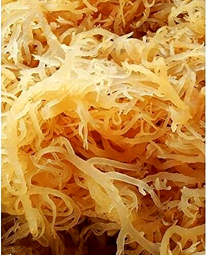 Whole Leaf Irish Moss Sea Moss 1 lb | Raw WildCrafted Superfood-16 Oz