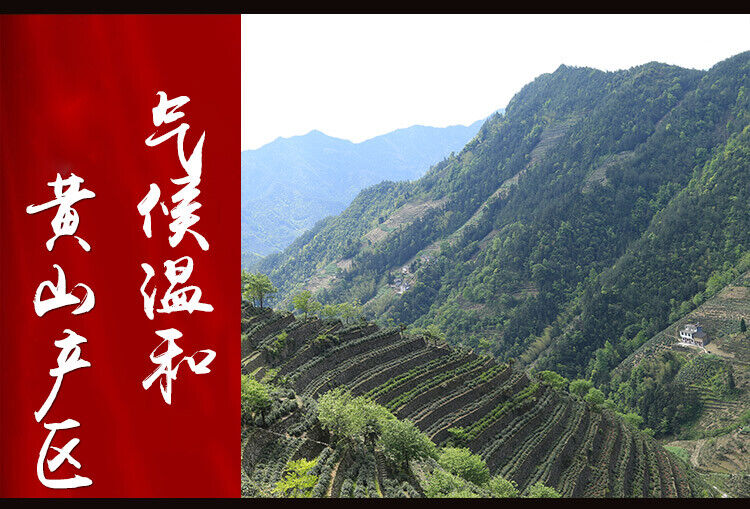 HelloYoung Anhui Tai Ping Hou Kui * Monkey King High Moutain Taiping Houkui Green Tea