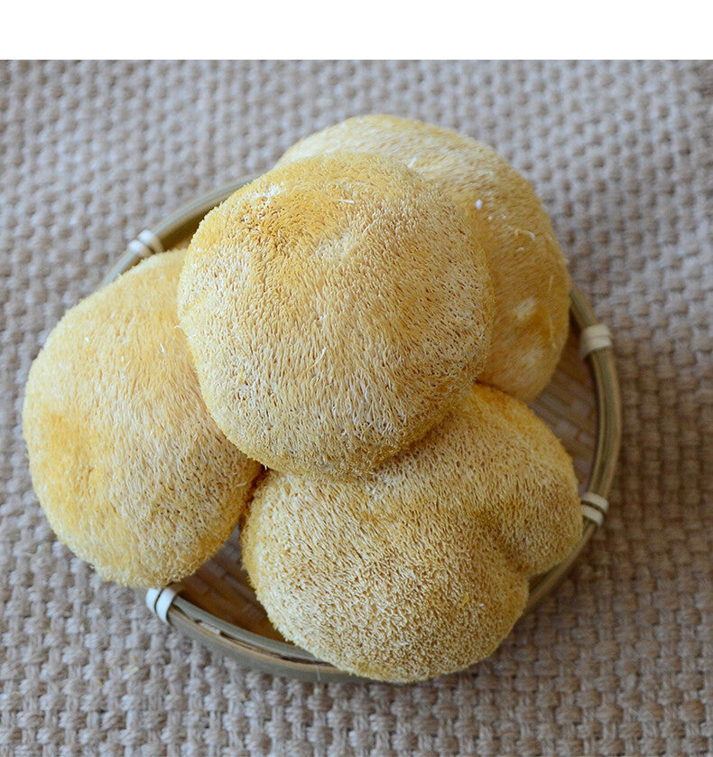50g~500g Dried Lion's Mane Monkey Head Mushroom 猴頭菇 Herbs Health Stomach Food