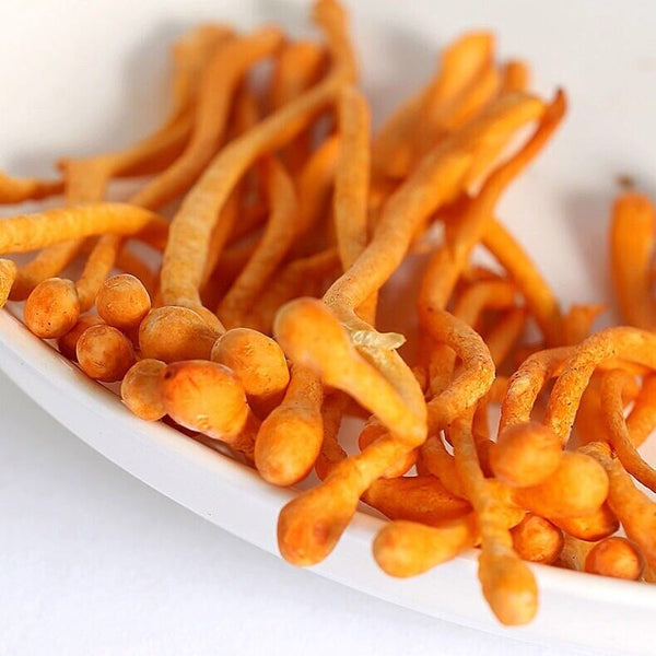 HelloYoung Dried Jin Chong Cao Herb Cordyceps Militaris Cordyceps Flower 虫草花