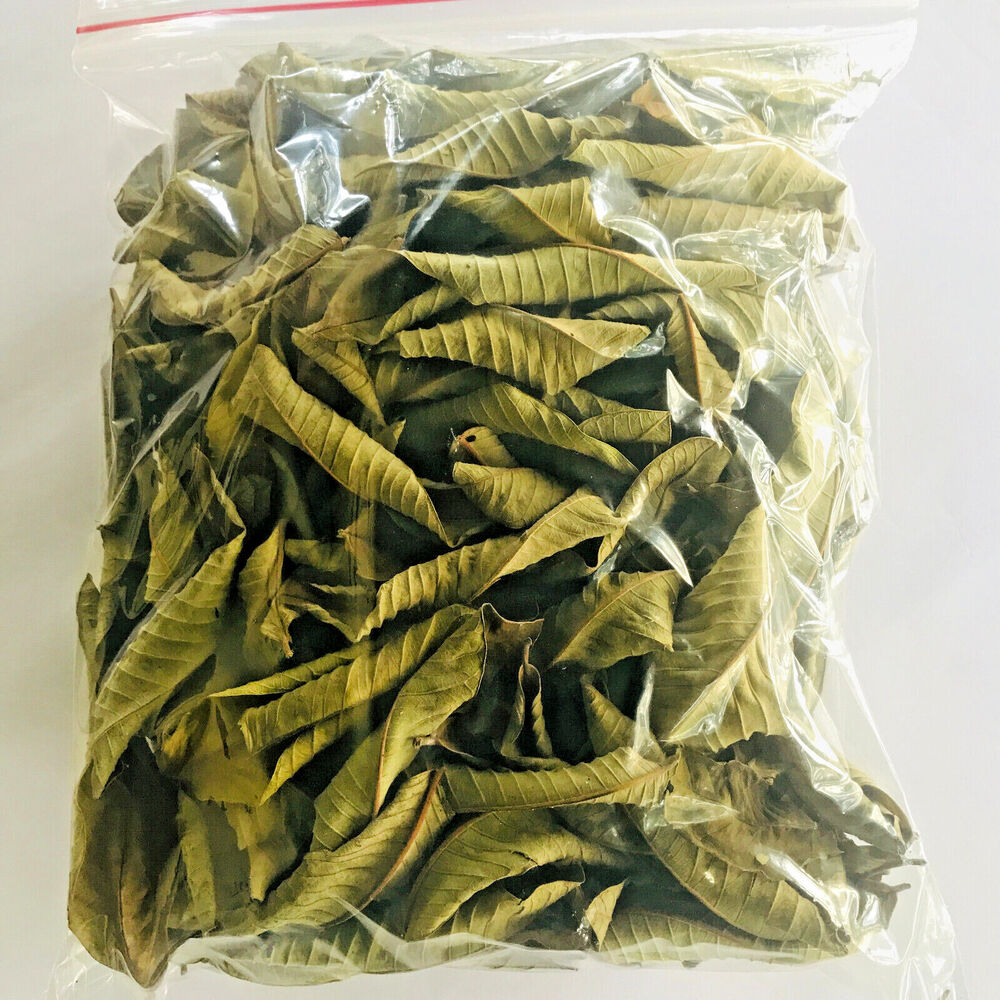 Premium Dried Guava Leaves - Hojas De Guayaba, 50g to 500g Secondary image