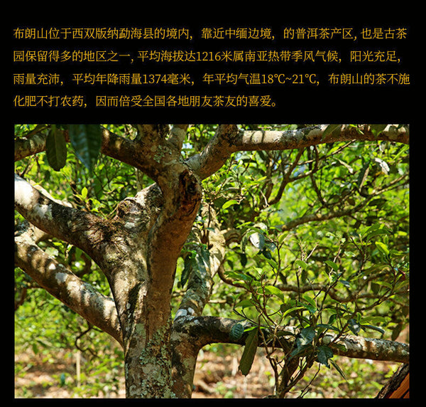 HelloYoung Xin Yi Hao Bulang Mountain 200 Years Old Tree Tuo Cha Pu-erh Tea 500g Ripe