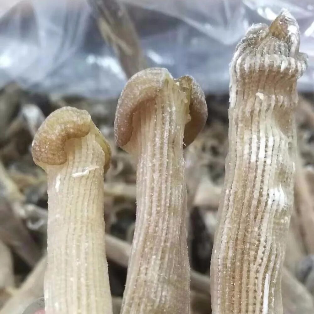 HelloYoung High Quality Brand New Precious Dried Seafood Sipunculus nudus Sandworms 50g