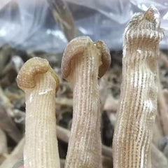 HelloYoung High Quality Brand New Precious Dried Seafood Sipunculus nudus Sandworms 50g