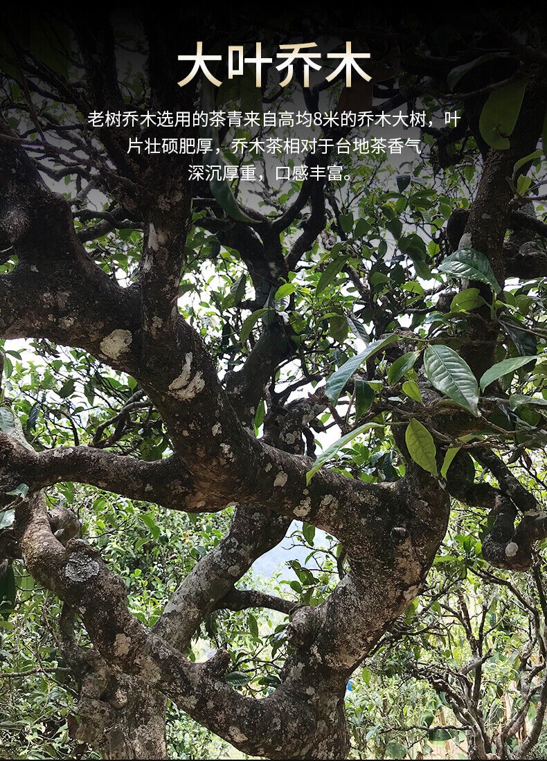 HelloYoung Haiwan Old Tree Tea Puer Tea "Lao Shu Qiao Mu" Pu-erh Ripe Pu Er Brick 250g