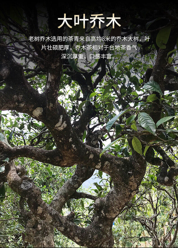HelloYoung Haiwan Old Tree Tea Puer Tea "Lao Shu Qiao Mu" Pu-erh Ripe Pu Er Brick 250g