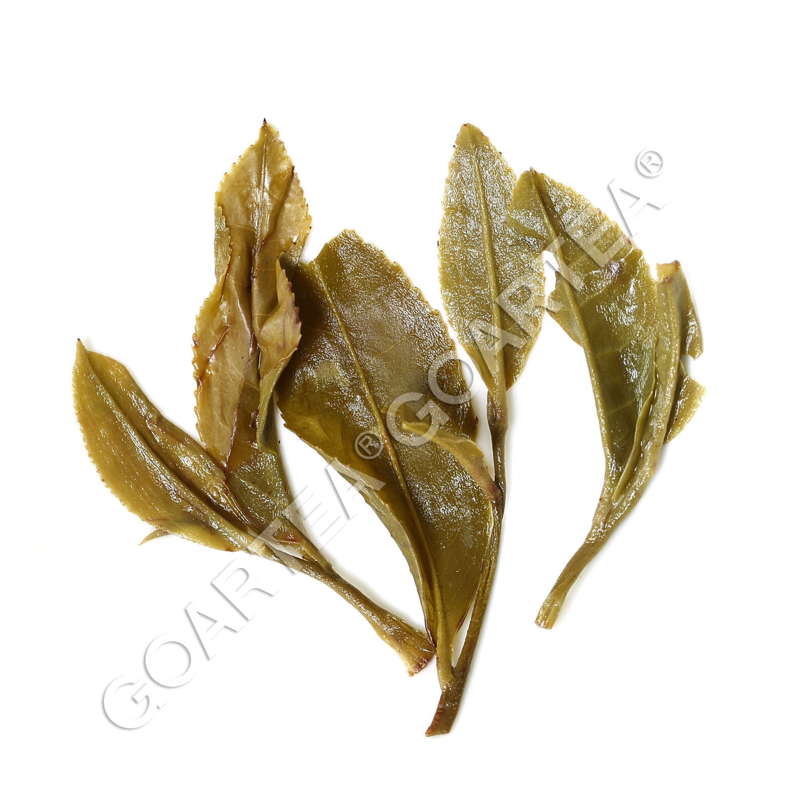 GOARTEA 60Pcs*8g Premium Jasmintee Jasmine Dragon Pearl Tea Jasmin Grüner Tee