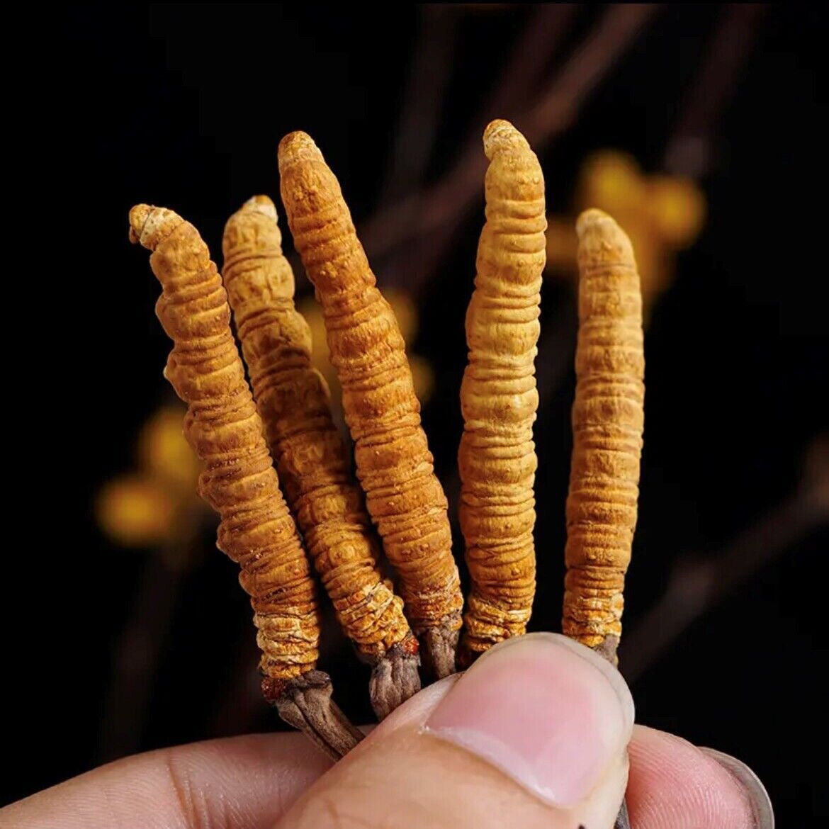 10 Pieces  Chinese Caterpillar Fungus Cordyceps Sinensis Wild Tibetan Aweto Secondary image
