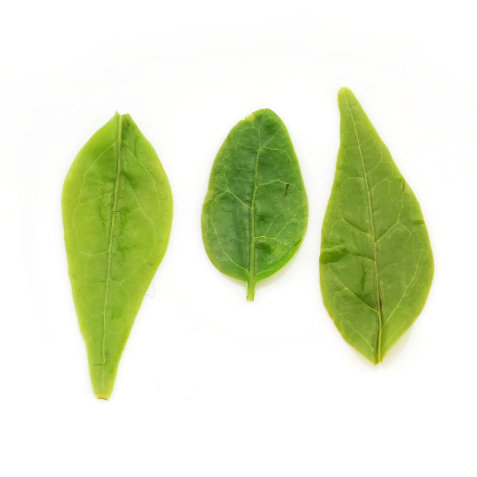 HelloYoung HELLOYOUNG 100g Supreme Kuding Bitter Herb Green Tea Qingshan Lushui Small-leaf