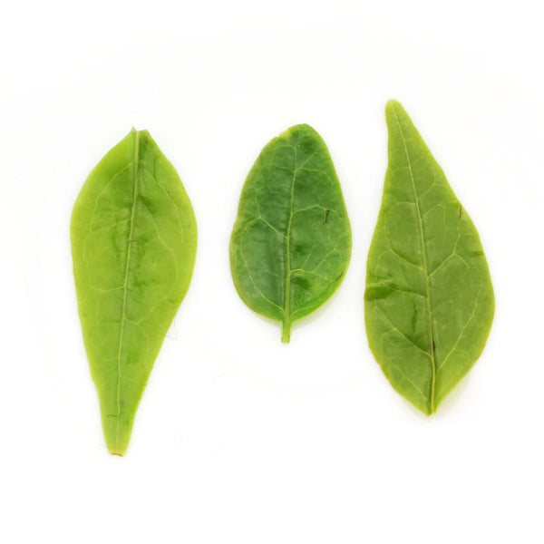HelloYoung HELLOYOUNG 100g Supreme Kuding Bitter Herb Green Tea Qingshan Lushui Small-leaf