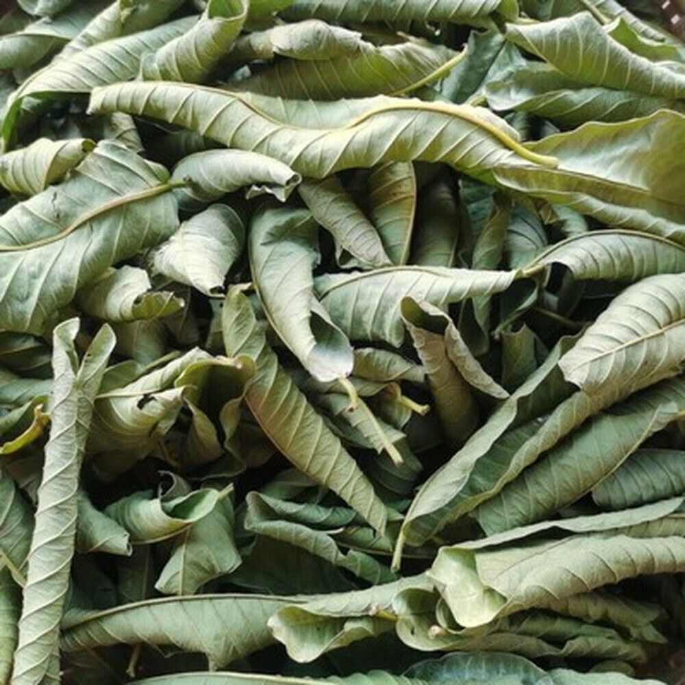 HelloYoung Guava leaf herbal tea for weight loss fat burner skin care 100% raw food