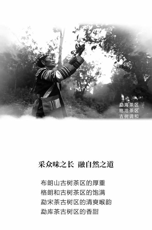 HelloYoung Haiwan Old Comrade Liang Pin Ling Qi Shen Puer Tea Old Raw Pu'er Cake