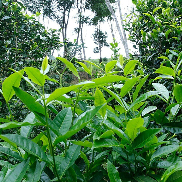 HelloYoung Spring Dawn Sheng Puer Jingmai Mountain Orchid Scent Raw Pu'er Tea 357g