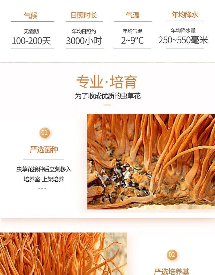 500g Bio Cordyceps Militaris Pilz – Premium Qualität, Natürliche Superpilze