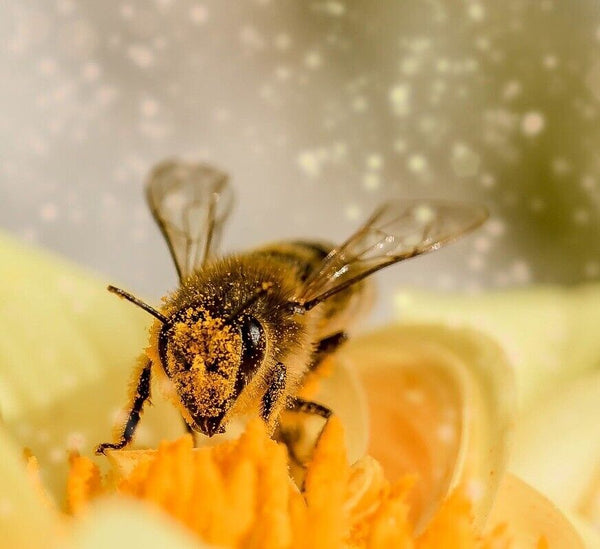 Honey Bee Pollen Granules Raw 100% Pure Organic All Natural  Superfood