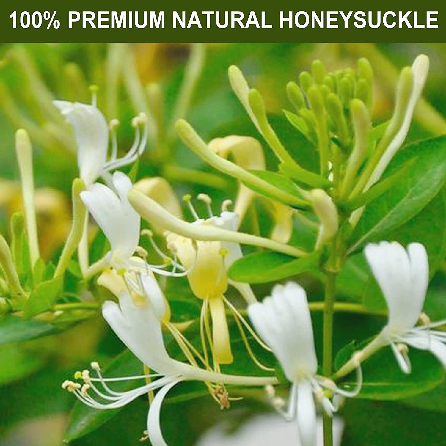 HelloYoung TEARELAE Dried Honeysuckle flower Tea 57g Lonicera Japonica Herbal Tea
