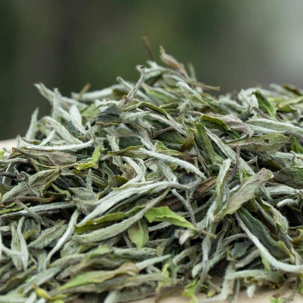 1000g FuDing High Mountain Bai Mu Dan White Tea Aged White Peony Pai Mu Tan tea 1000克福鼎高山白牡丹白茶 陈年白牡丹（Pai Mu Tan）茶