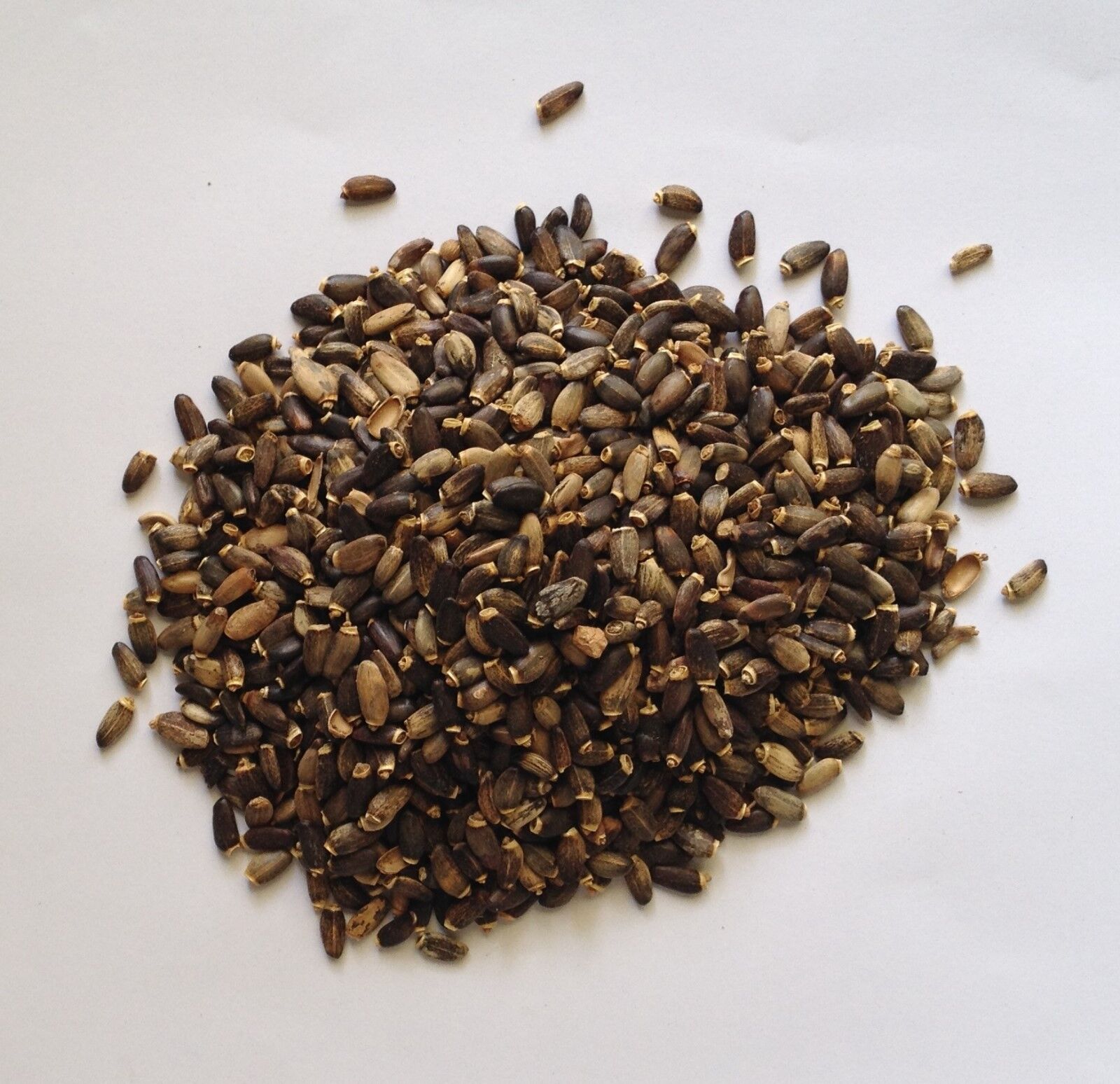 ST MARYS MILK THISTLE SEED PREMIUM HARVEST HERBAL TEA 250g Silybum marianum Secondary image
