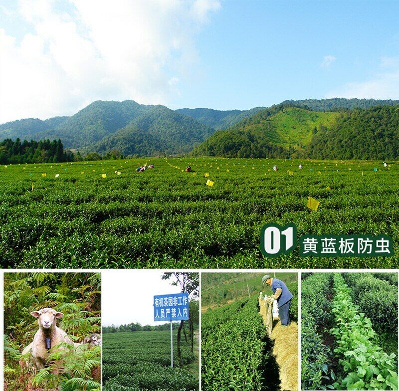 HelloYoung Ji Bian Oolong Tea Yunnan TENG CHONG High Mountain Tea Jade Taiwan Oolong 150g