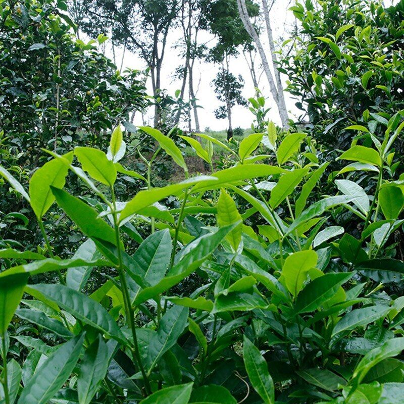 HelloYoung Yunnan Jing Mai Lan Xiang Raw Puer Shudaizi Spring Break Shen Puerh 357g