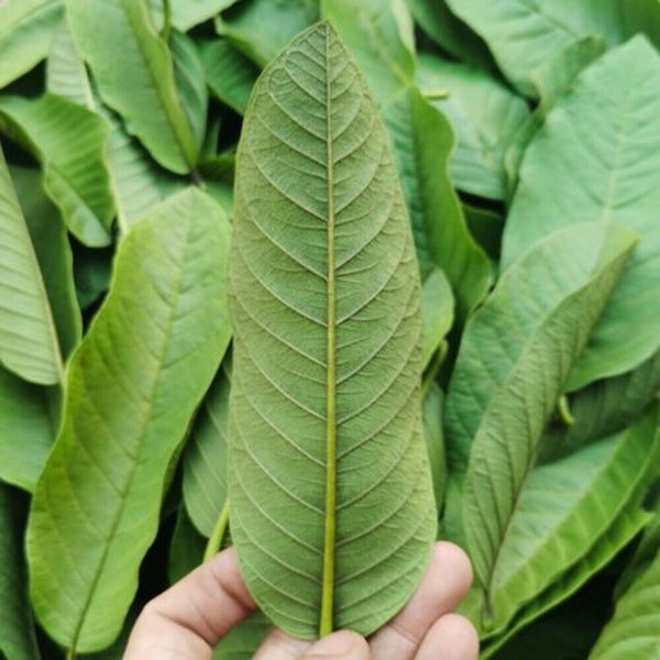 HelloYoung 100% Original Raw Guava Leaves Herbal Tea Weight Loss Fat Burner Skin Care